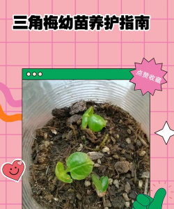 别墅园林绿化设计，打造私密空间，提升居住品质