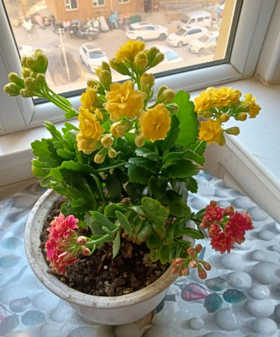 葡萄栽培，掌握关键技术，实现优质丰产