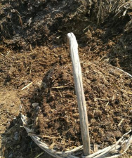 葡萄栽培，掌握关键技术，实现优质丰产