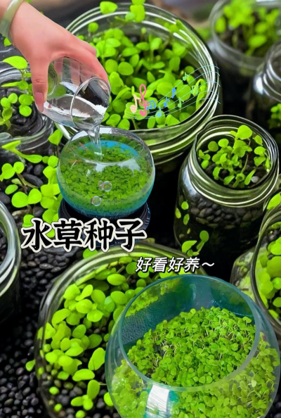 绿化景观设计，提升环境品质，创造宜人空间