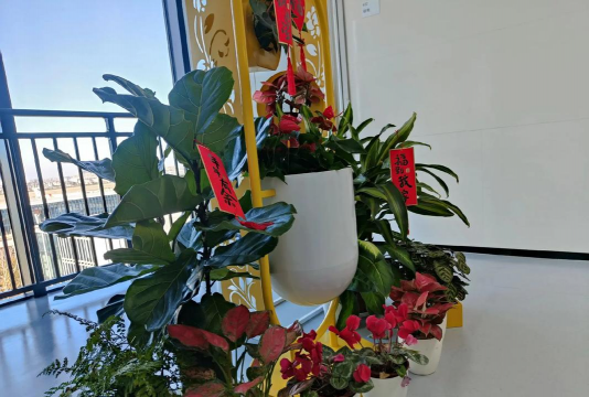 家庭养花用生根粉