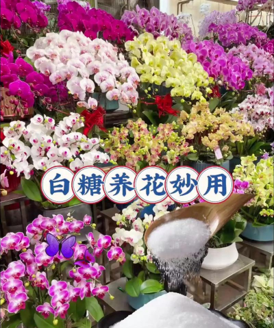 家庭养花用生根粉