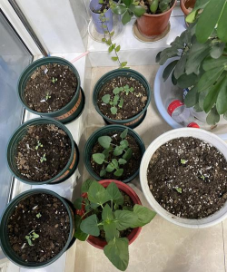 家庭养花用生根粉