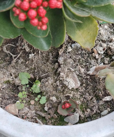 柿树虫病防治，识别常见虫害，掌握有效方法