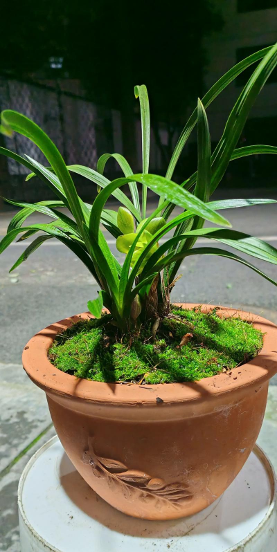 柿树虫病防治，识别常见虫害，掌握有效方法