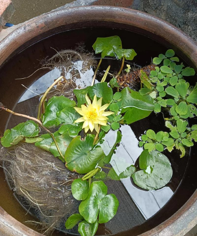 绯花玉怎么养，掌握关键技巧，轻松养出好状态