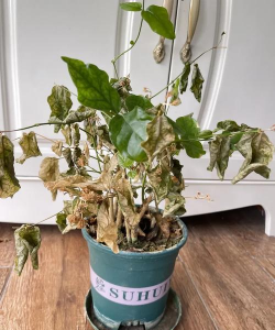 无土栽培技术，突破土壤限制，开启高效种植新篇章