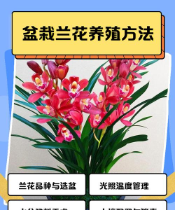 无土栽培技术，突破土壤限制，开启高效种植新篇章