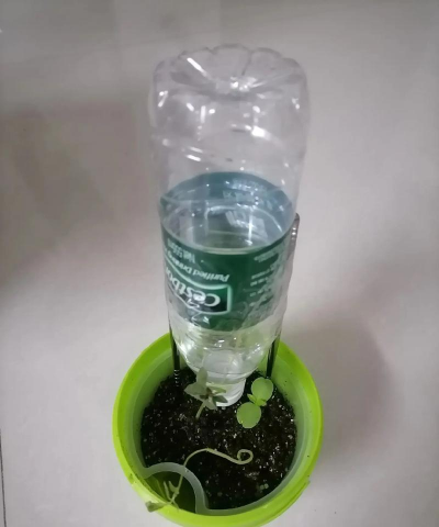 绯花玉怎么养，掌握关键技巧，轻松养出好状态