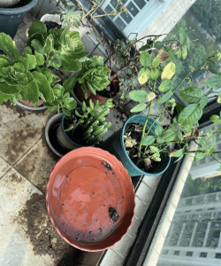 绯花玉怎么养，掌握关键技巧，轻松养出好状态