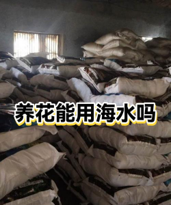 绯花玉怎么养，掌握关键技巧，轻松养出好状态