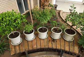 绯花玉怎么养，掌握关键技巧，轻松养出好状态