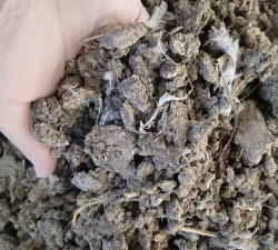 绯花玉怎么养，掌握关键技巧，轻松养出好状态