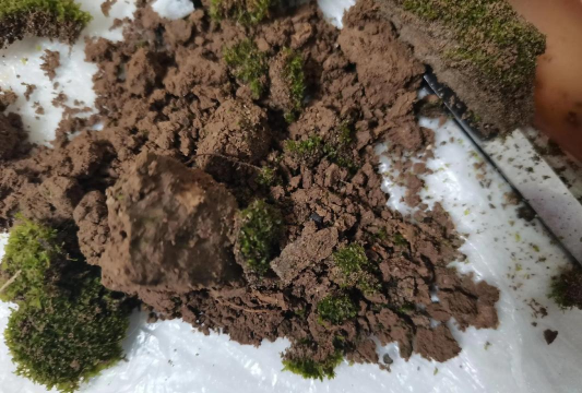 绯花玉怎么养，掌握关键技巧，轻松养出好状态