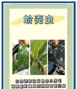 芍药花怎么养，掌握关键要点，花开更鲜艳