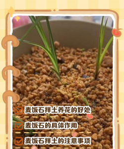 芍药花怎么养，掌握关键要点，花开更鲜艳