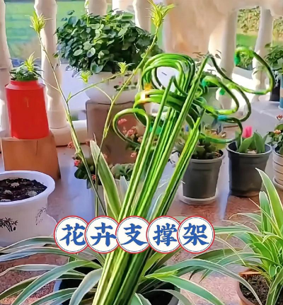 芍药花怎么养，掌握关键要点，花开更鲜艳