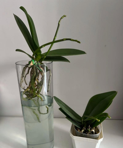 芍药花怎么养，掌握关键要点，花开更鲜艳