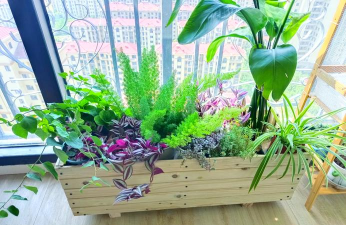 芍药花怎么养，掌握关键要点，花开更鲜艳