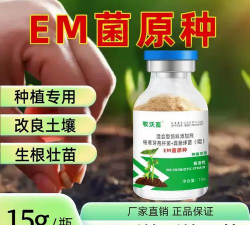 芍药花怎么养，掌握关键要点，花开更鲜艳