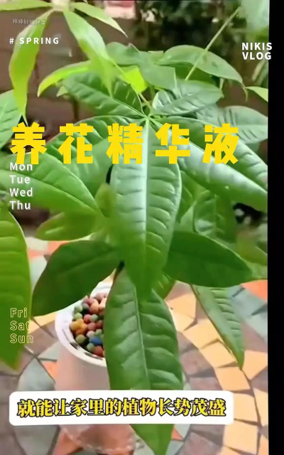 芍药花怎么养，掌握关键要点，花开更鲜艳