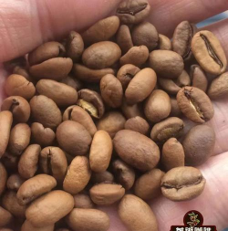 咖啡色养花豆豆