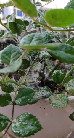 葡萄栽培，掌握关键技术，实现优质丰产