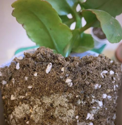 葡萄栽培，掌握关键技术，实现优质丰产