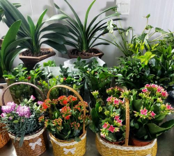 葡萄栽培，掌握关键技术，实现优质丰产