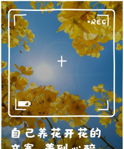 葡萄栽培，掌握关键技术，实现优质丰产