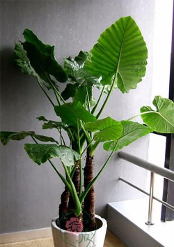 葡萄栽培，掌握关键技术，实现优质丰产