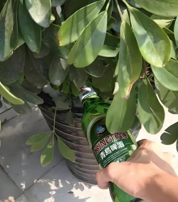 家庭养花用生根粉