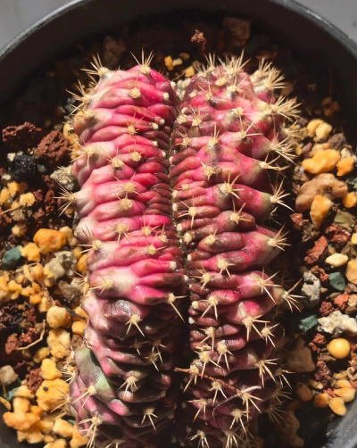 坦桑尼亚养花知识