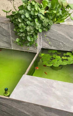 玫瑰花怎么养才不会枯萎，掌握浇水施肥技巧，轻松延长花期