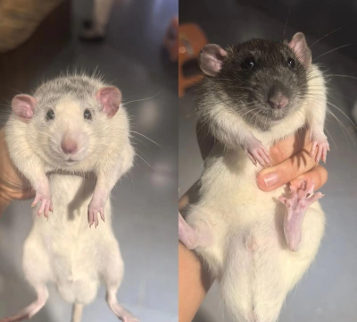 芍药花怎么养，掌握关键要点，花开更鲜艳