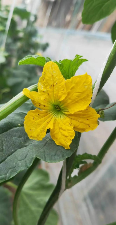 室内养花有蓟马