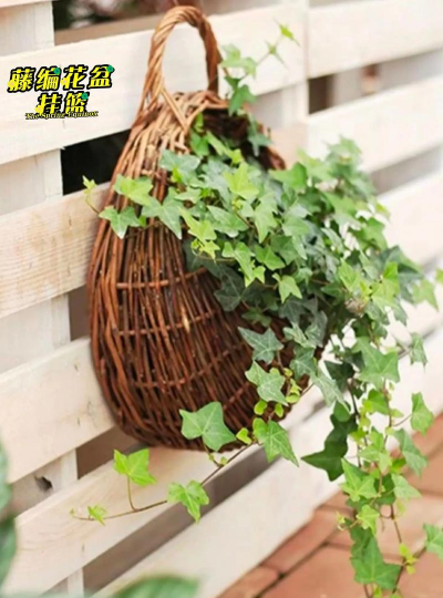 柿树虫病防治，识别常见虫害，掌握有效方法