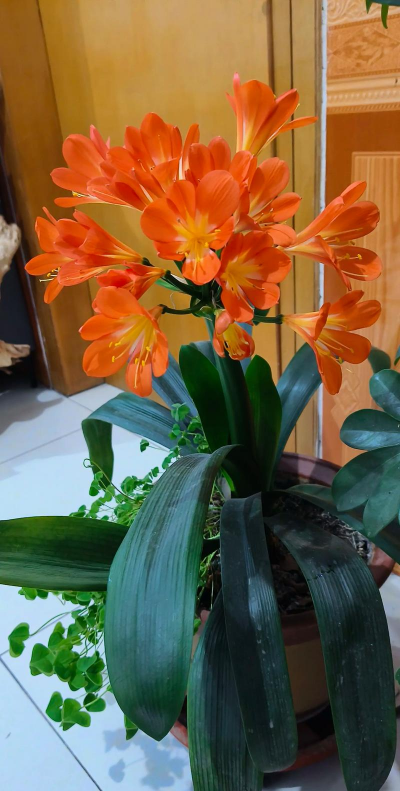 柿树虫病防治，识别常见虫害，掌握有效方法