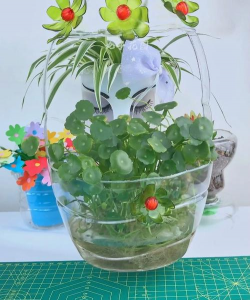 玫瑰花怎么养才不会枯萎，掌握浇水施肥技巧，轻松延长花期