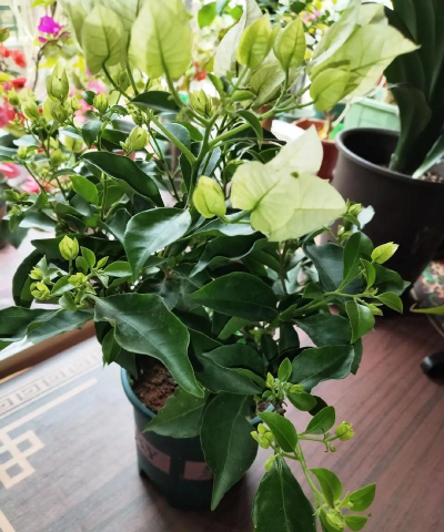 无土栽培技术，突破土壤限制，开启高效种植新篇章