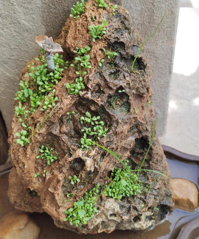 无土栽培技术，突破土壤限制，开启高效种植新篇章