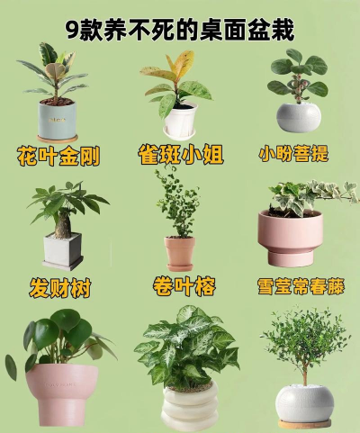 无土栽培技术，突破土壤限制，开启高效种植新篇章