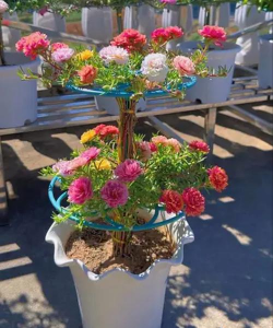 栀子花怎么养，掌握浇水技巧，避免黄叶掉苞