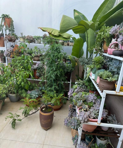 栀子花怎么养，掌握浇水技巧，避免黄叶掉苞