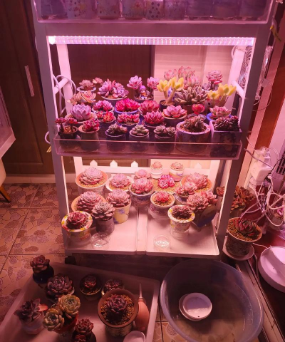 栀子花怎么养，掌握浇水技巧，避免黄叶掉苞