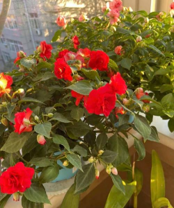 栀子花怎么养，掌握浇水技巧，避免黄叶掉苞