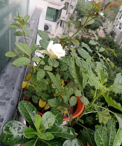 家庭养花用生根粉