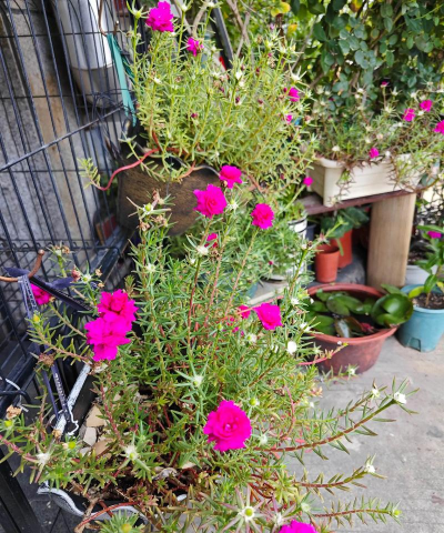 家庭养花用生根粉