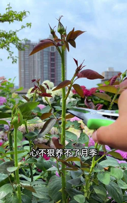 家庭养花用生根粉