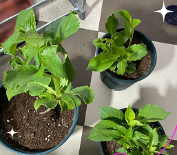 家庭养花用生根粉